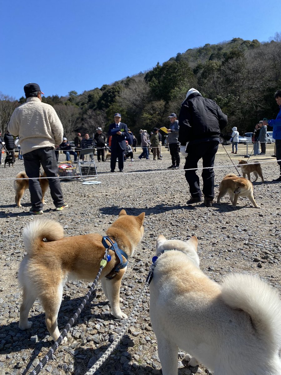 ojihaku's tweet photo. 今日は日本犬保存会の展覧会へ🐕
（愛知県岡崎市）
リングの外で真剣に見つめるハクとこたろう！
どうやら次回参加のために作戦会議中です！ https://t.co/HSl7awy0SD