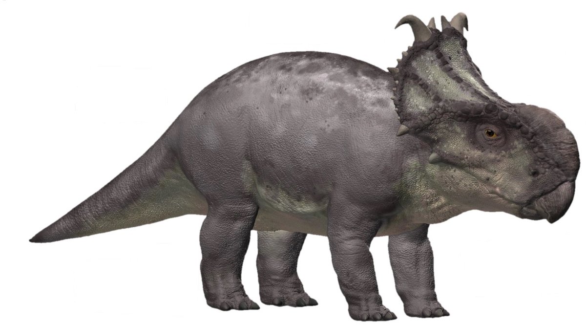 Nimrod McDuffey tweet media