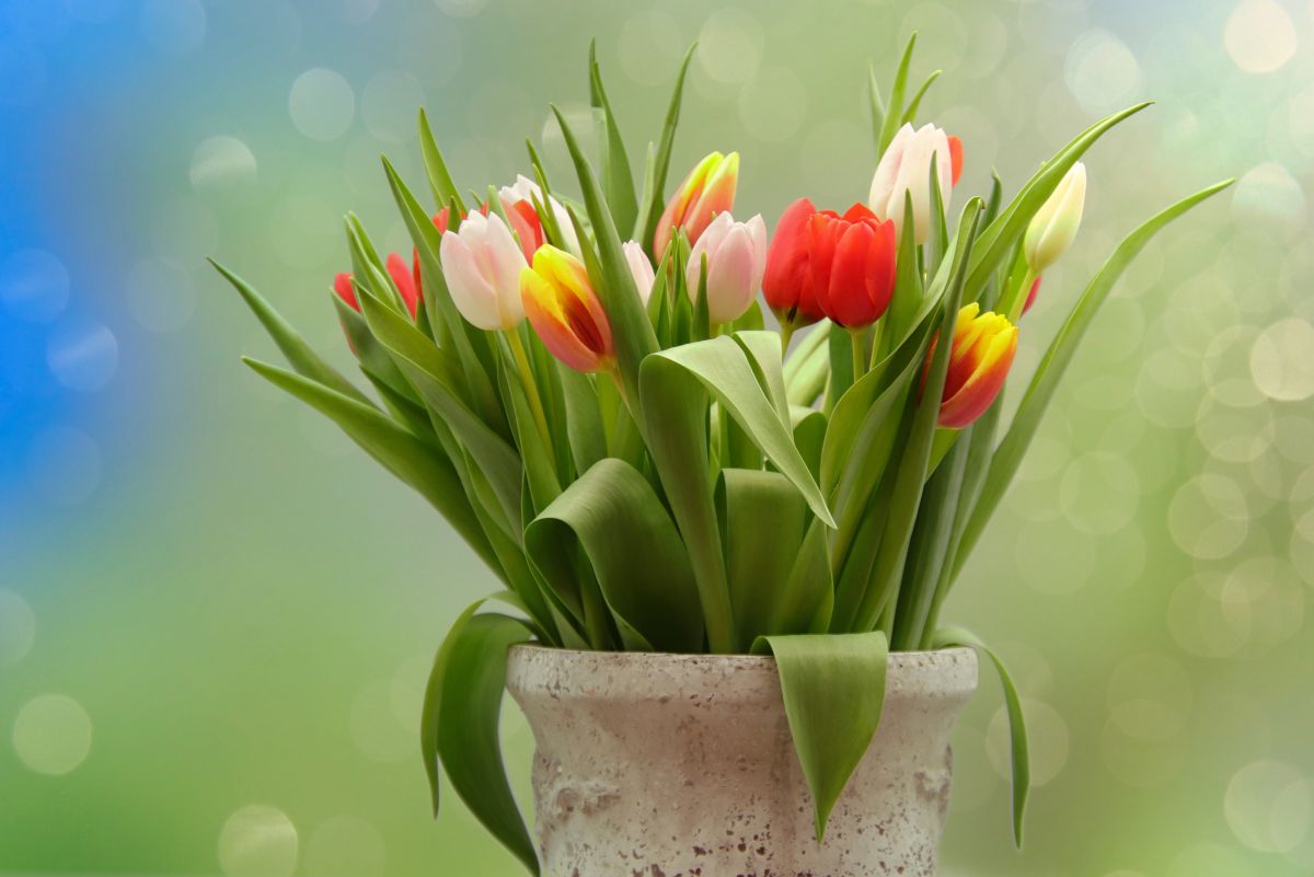 Romania News tweet media