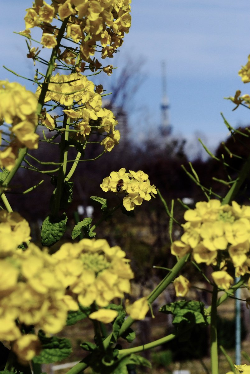 fujifuji_fave's tweet photo. なのツリー🌼🗼🤭✨

ベルビア系のFSで撮ったからかコッテリ🤣

・FinePix S5Pro
・AI AF Micro-Nikkor 60mm f/2.8D

#S5Pro #SuperハニカムCCD #12MPフォト https://t.co/TAru3rSTOF