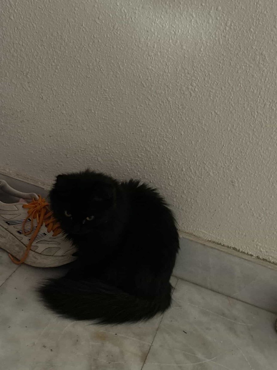 للتبني العاجل القطط تضربه واهلي يطردوه بالمدينه المنوره واهمشي  يخاف الله فيه للتواصل 0505753962