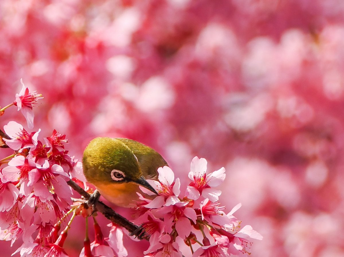 tomotopaz's tweet photo. オカメザクラとメジロさん、春ですね✨

#メジロ #目白 #JapaneseWhite_eye https://t.co/5oOmvwZYLc