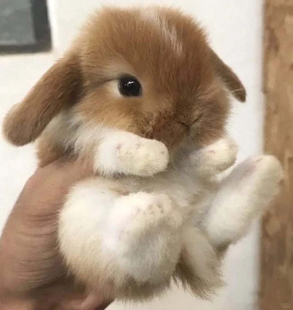 Why you should have a rabbit (@shouldhaverabit) on Twitter photo 