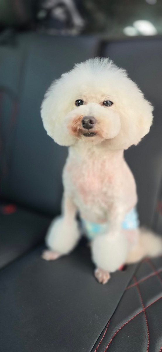elcat1963's tweet photo. 今回もふわふわになる長持ちのシルクパックもしていただき、綺麗に可愛くなりました!
ありがとうございました✌️
『Footstep』
06-6821-3411
https://t.co/pDSnqvwS4L
吹田市千里山竹園2ー25ー5
吹田市にある完全予約制のトリミングサロン“フットステップ”です。
#トリミング
#吹田市
#FootStep https://t.co/jlh4eWAelS