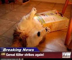meow2you's tweet photo. Throw out your boxes of cereal. One of them may be the cereal killer. Lock your doors. The sight of milk infuriates them. 😽😹😼😹
#NationalCerealDay
@ThePhilosopurr @GeneralCattis @HarryCatPurrs @LuminousNumino1 @TERRYW_UK @MewllerRobert @briano29 @eliznoelle @EringoB02429272 https://t.co/bP81SMdEge