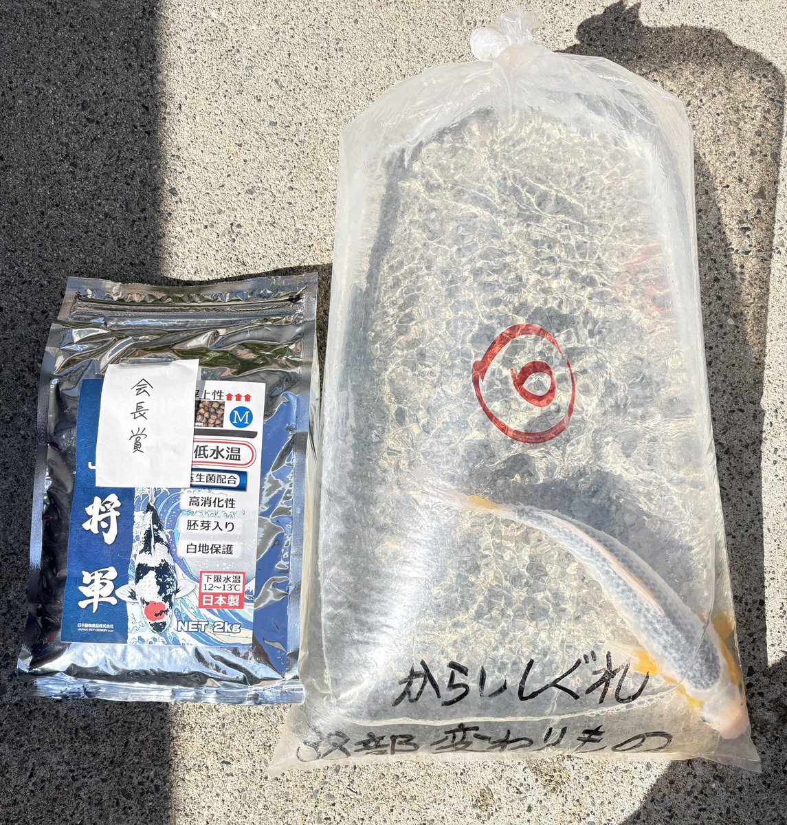 t1451234's tweet photo. 本日の品評会結果は10本出品して6本優勝4本ドボンで黄色の浅黄からししぐれが会長賞頂きました🙇‍♂️ #錦鯉 #黄色の浅黄 #黄浅黄 #からし浅黄 #からししぐれ #変わり鯉 #紅白 #丹頂三色 #白写り #緋写り #別甲 #銀鱗三色 #九紋竜 #静岡県錦鯉愛好会 #品評会 https://t.co/NXlFy6kKW6
