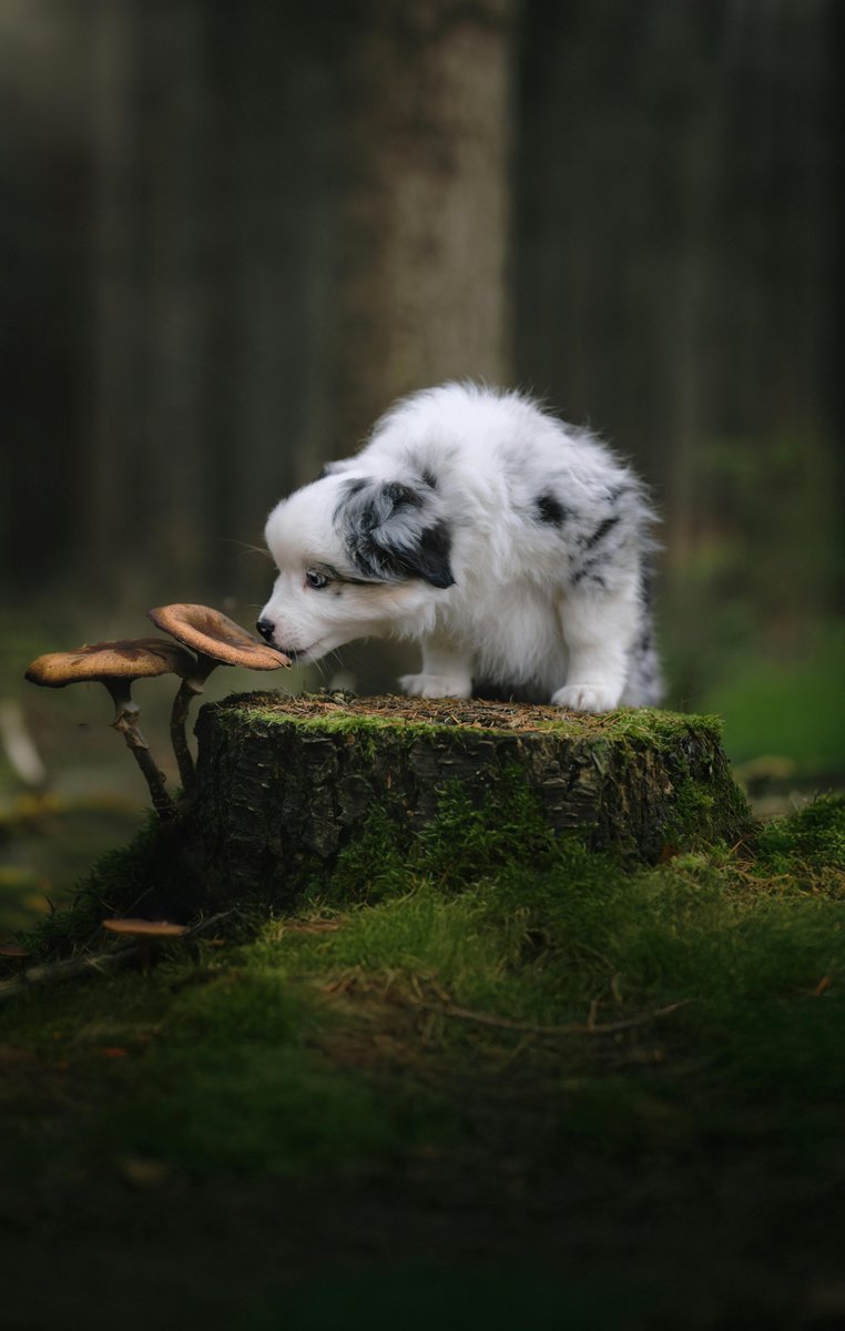 puppydogsupply1's tweet image. From durable toys to cozy beds and everyday puppy essentials, Puppy Dog Supply offers products designed for comfort, safety, and play. 🐶🦴
Quality items made to support your puppy’s growing needs.
Shop now 👉 puppydogsupply.com

 #PuppyProducts #DogEssentials