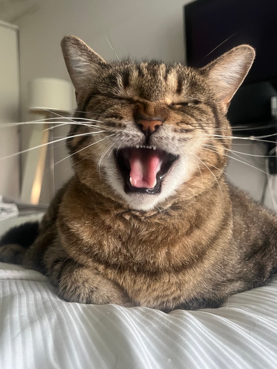 bestfriends's tweet image. When you realize that it is #DaylightSavingsTime again and you lost an hour of sleep last night. 😴