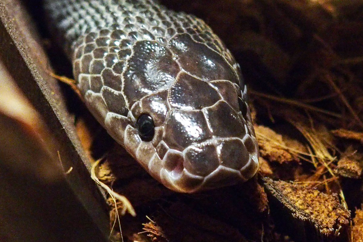 Olympian_Snakes's tweet photo. 脱皮した😎❤️
#LimaformosaCrossi #AfricanFileSnake #クロスサンカクヘビ https://t.co/agwHGh1Ucu