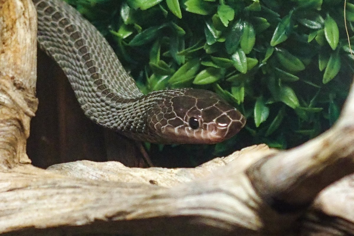 Olympian_Snakes's tweet photo. 脱皮した😎❤️
#LimaformosaCrossi #AfricanFileSnake #クロスサンカクヘビ https://t.co/agwHGh1Ucu