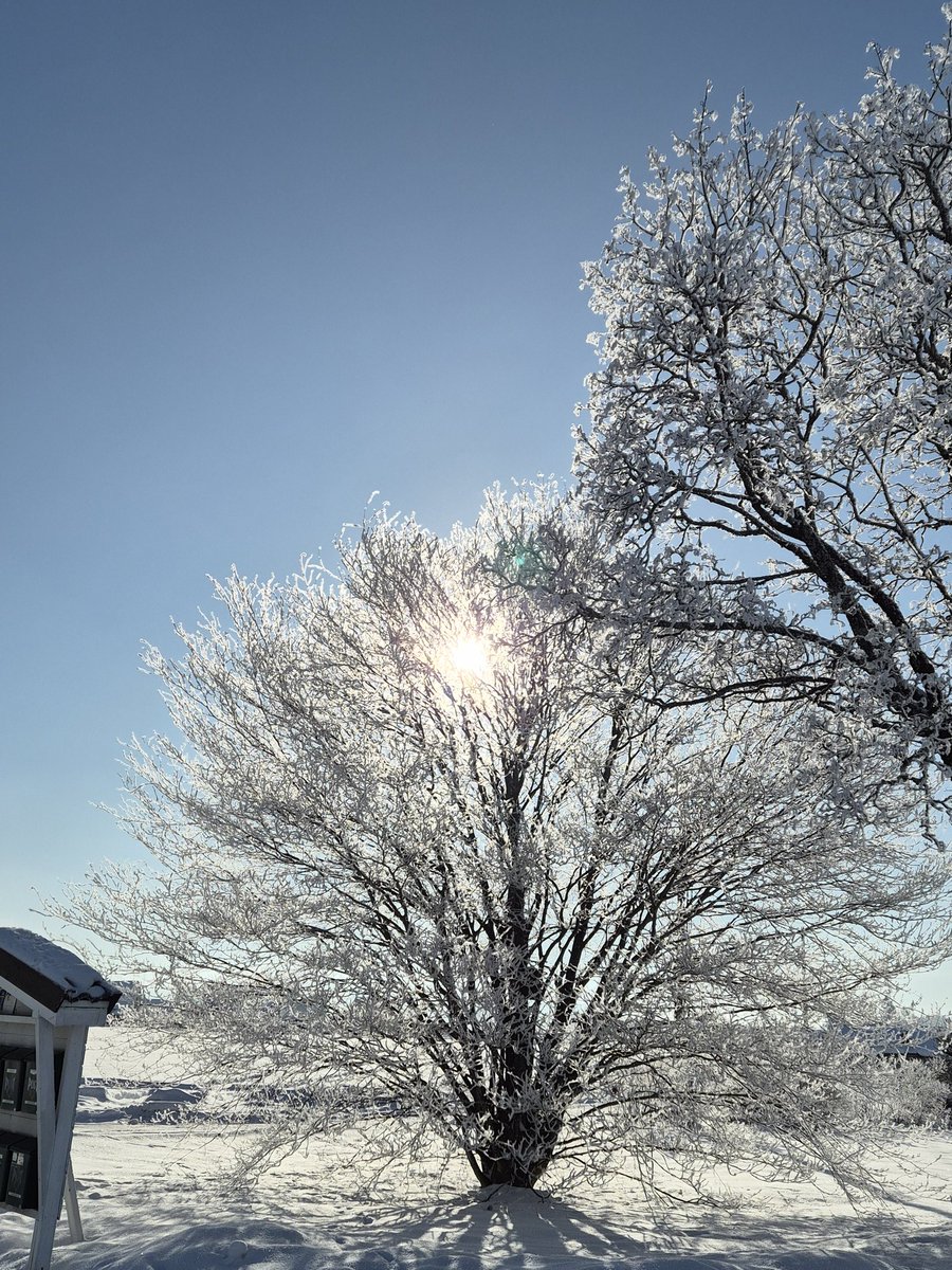 SolviLuna tweet media