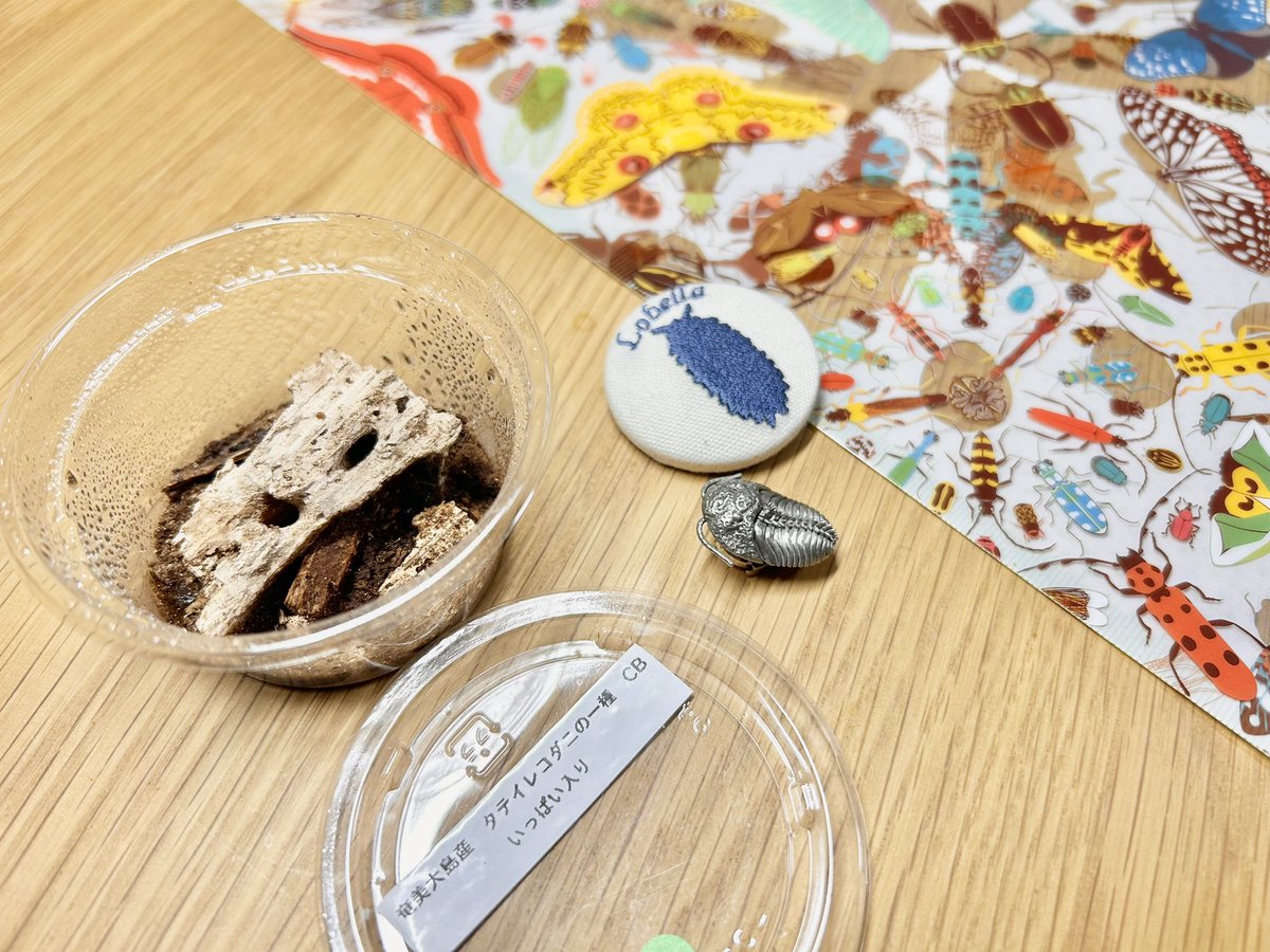 鈴木 巌青 Suzuki iwao tweet media