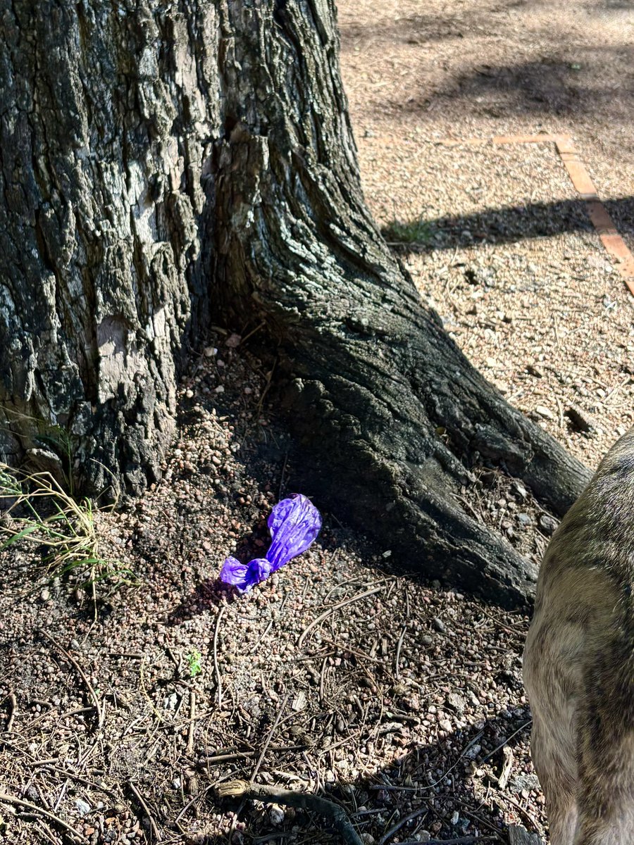 Andrés Nion Valanzano tweet media