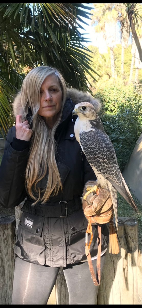 solsanc37423357's tweet image. Feliz 8 de Marzo. Hoy estoy pasando el domingo con mis aves rapaces, alejada del bullicio y batucadas. 
Ni comparación!
Azor, nuestro halcón no puede ser más noble y bonito.
#halcon #avesrapaces #zaragoza