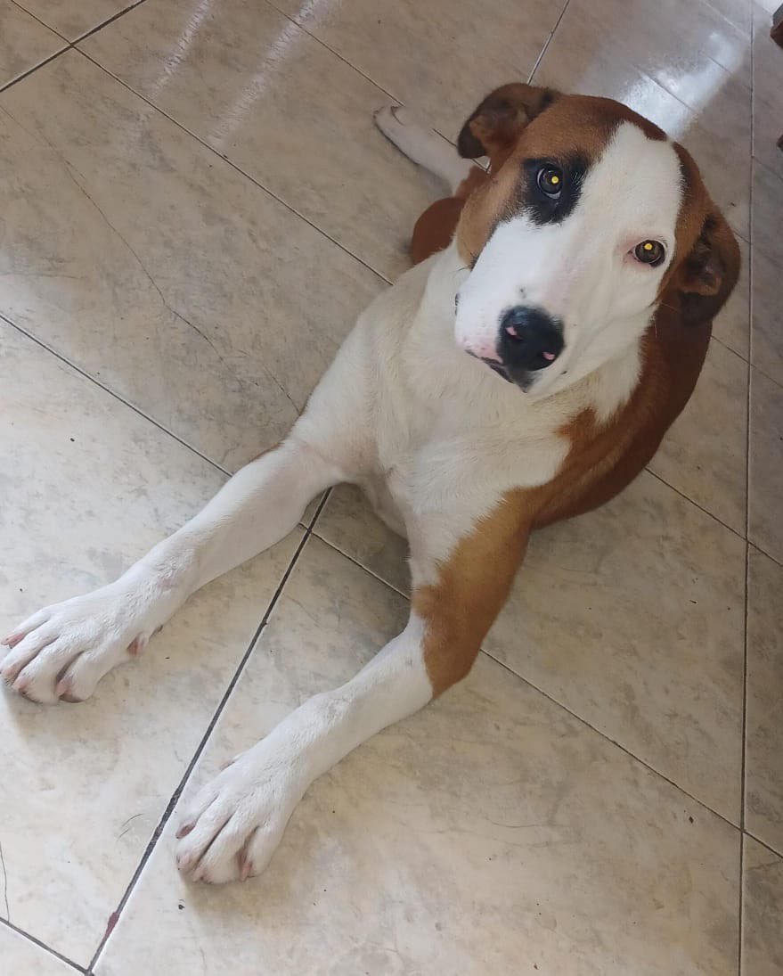 podrían por favor ayudar a compartir  esta perrita que se encontró por los lados de Kennedy y alfonso Lopez #pereiraenvivo