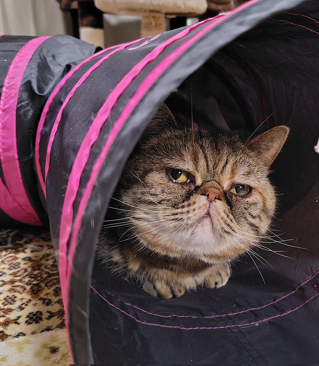 新しいクッションで眠るマグたんとトンネルで寛ぐアンコちゃん🐶♥😽
#エキゾチックショートヘア
#パグ　#猫と犬のいる暮らし