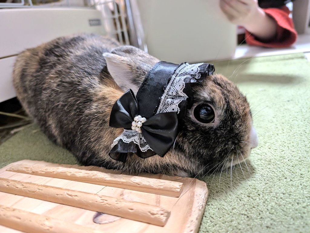 むーみん@Timotessimo 調うさぎ縁日4/25-26 tweet media