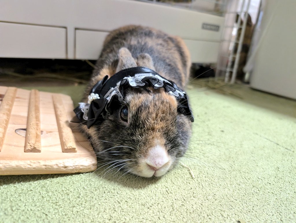 むーみん@Timotessimo 調うさぎ縁日4/25-26 tweet media