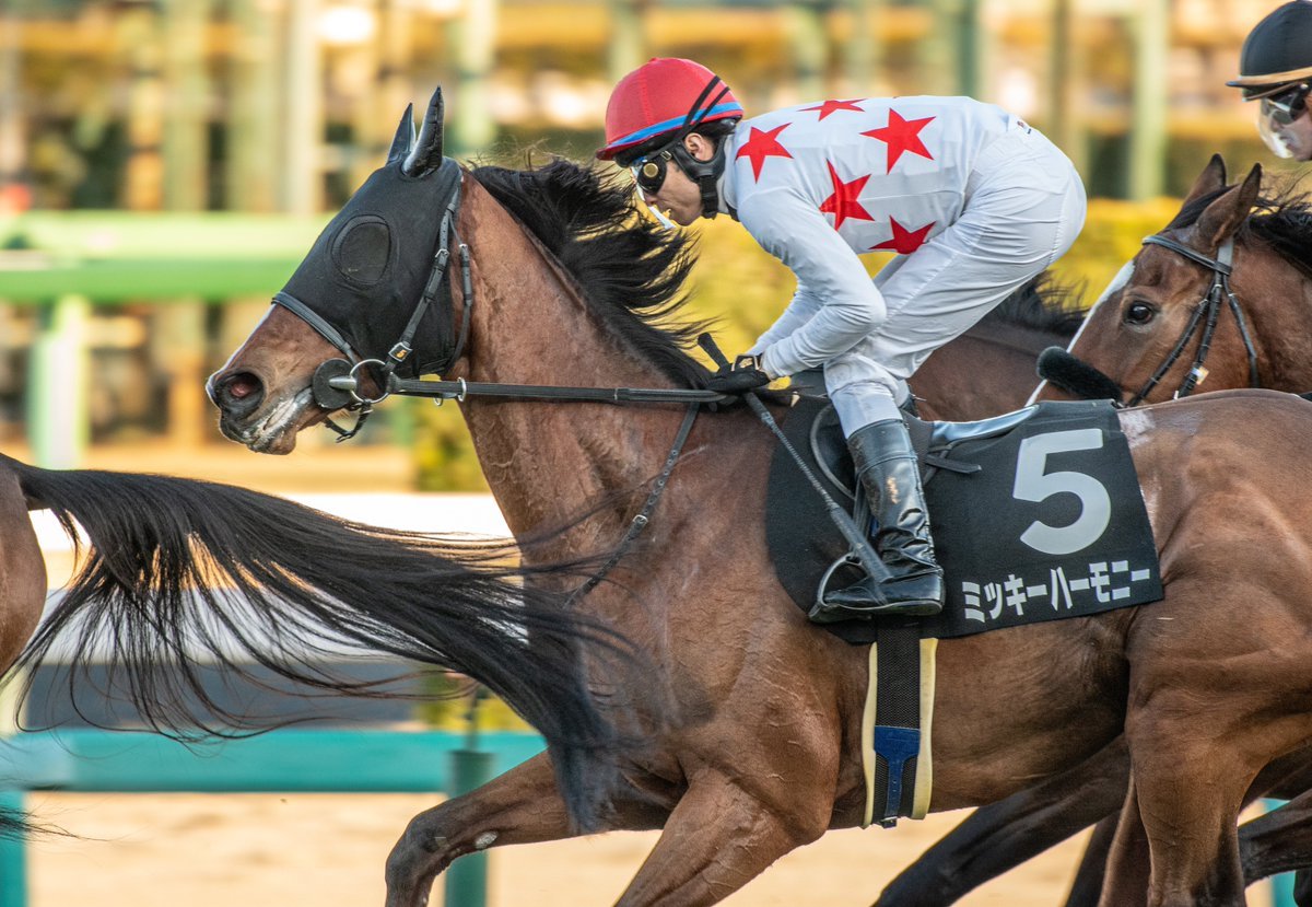 NakayamaFesuta1's tweet photo. Congratulations Basse Terre on the G2 Deep Impact Kinen victory!

His full sister has continued to run with determination despite her handicap

Seeing that bloodline achieve success on a big stage like this truly moves my heart https://t.co/MDIs1oOSR3