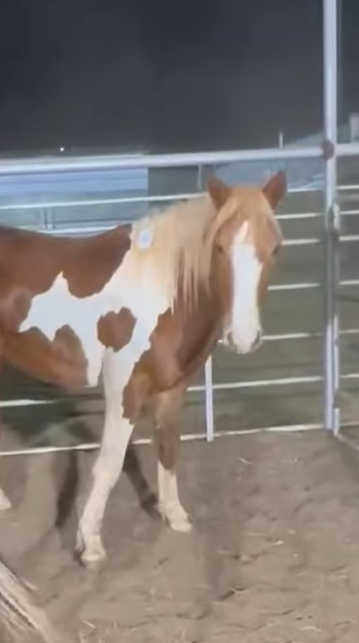 heartandhooves's tweet photo. ๐จ **URGENT** ๐จ Jangles, a young colt, needs our help! He has only **48 hours** left before heโs shipped south to Mexico, where a gruesome fate awaits him. We must act fast to save him! Please share and spread the word! ๐ด๐ https://t.co/Bch1ak0r0Q
#SaveJangles #UrgentAction #HorseRescue