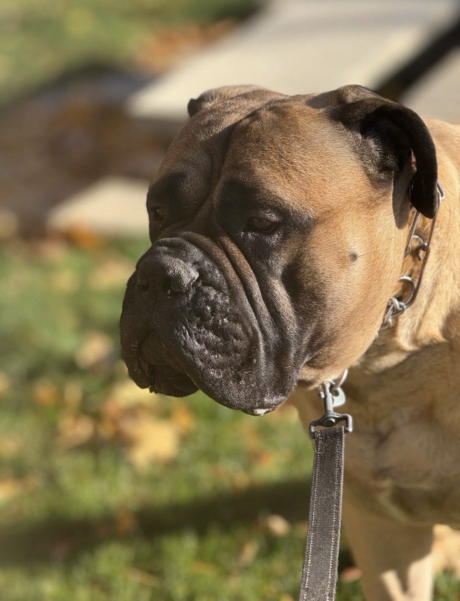 S. Urlacher tweet media