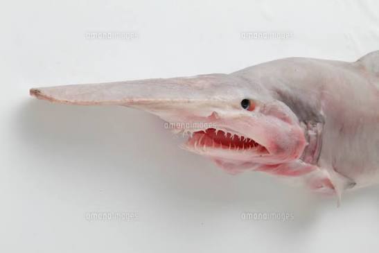 ゆぱ @XRPArmy🇯🇵 tweet media