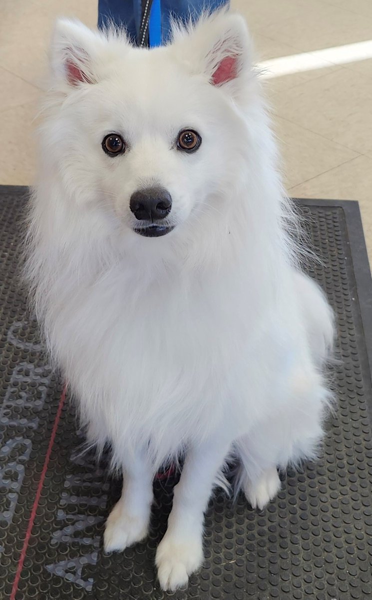 eskiedog1's tweet photo. Meet Chase! He’s sweet, energetic, and still very much a puppy. 🐾 He'll be ready for adoption after finishing his medical care. Chase will do best with a fenced yard and ideally, another dog to play with. If interested, please apply here: https://t.co/61v052N3U8

#eskierescue https://t.co/PoCLK71oOf