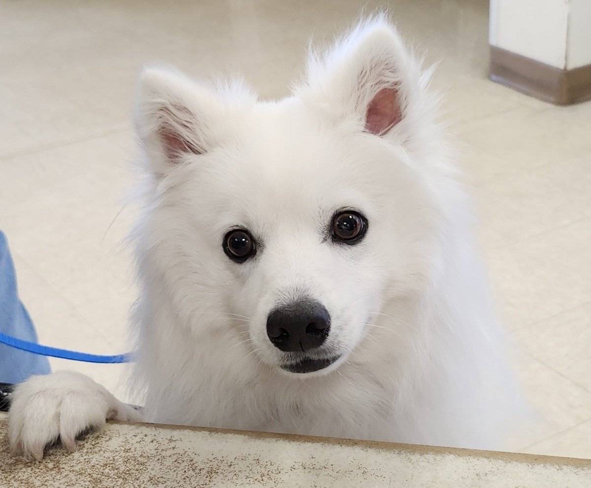 eskiedog1's tweet photo. Meet Chase! He’s sweet, energetic, and still very much a puppy. 🐾 He'll be ready for adoption after finishing his medical care. Chase will do best with a fenced yard and ideally, another dog to play with. If interested, please apply here: https://t.co/61v052N3U8

#eskierescue https://t.co/PoCLK71oOf