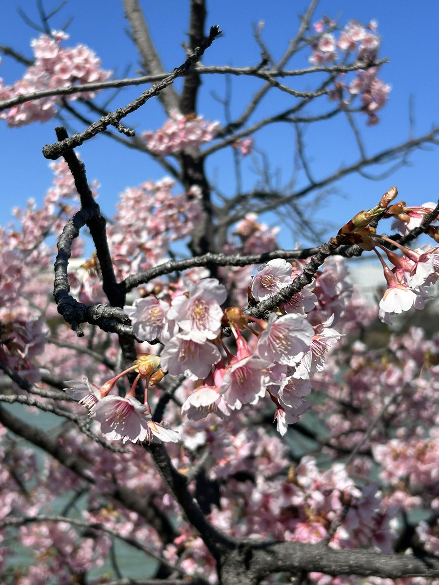 ちぇこ＠5/6（水）クリエイターズマーケットD234 tweet media