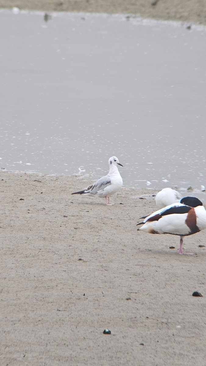 Wild_WithJon's tweet photo. Some cracking views of the Bonaparte's Gull this morning, landed on Blaxton Meadow for 10-15 mins and then flew off towards the gas pipe, also 2 Med Gulls. https://t.co/UBR9vscpU7