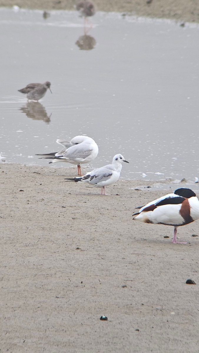 Wild_WithJon's tweet photo. Some cracking views of the Bonaparte's Gull this morning, landed on Blaxton Meadow for 10-15 mins and then flew off towards the gas pipe, also 2 Med Gulls. https://t.co/UBR9vscpU7