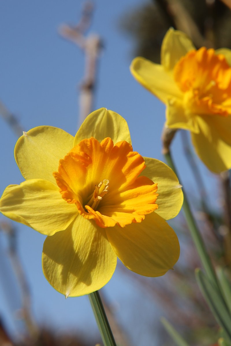 "If you don’t like the road you’re walking, start paving another one."—Dolly Parton

Good morning,friends. Did you sleep well? 😇      

Mon 7:00AM 🇯🇵
#Daffodil
