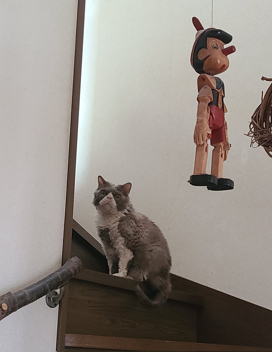 マナミ tweet media