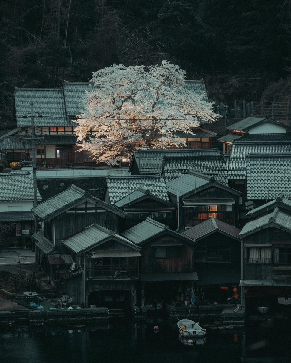 riki_shinagawa's tweet photo. A solitary cherry tree in a seaside town https://t.co/72JG210tql