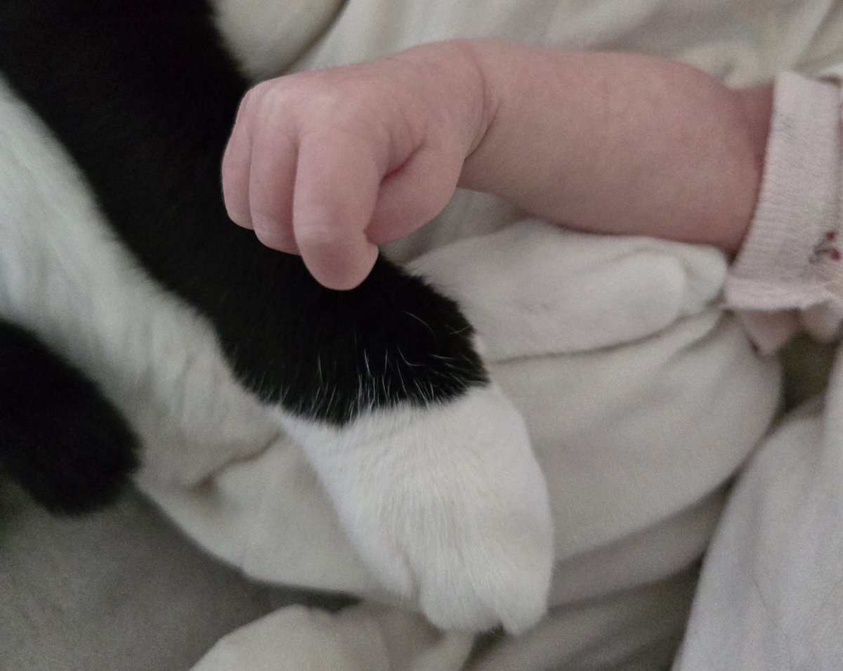 tantan_sing's tweet photo. 2人のお手手がとても小さくて可愛い
 #猫のいる暮らし  #猫 
 #猫好きさんと繫がりたい https://t.co/Egtg6f2hqu