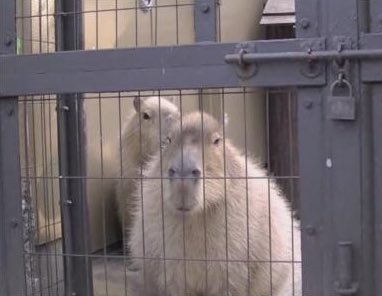 CapybarasOnX's tweet image. 明日が月曜日という事実に囚われている

#カピバラ #おもしろ画像 #シュール #月曜日から仕事 #動物