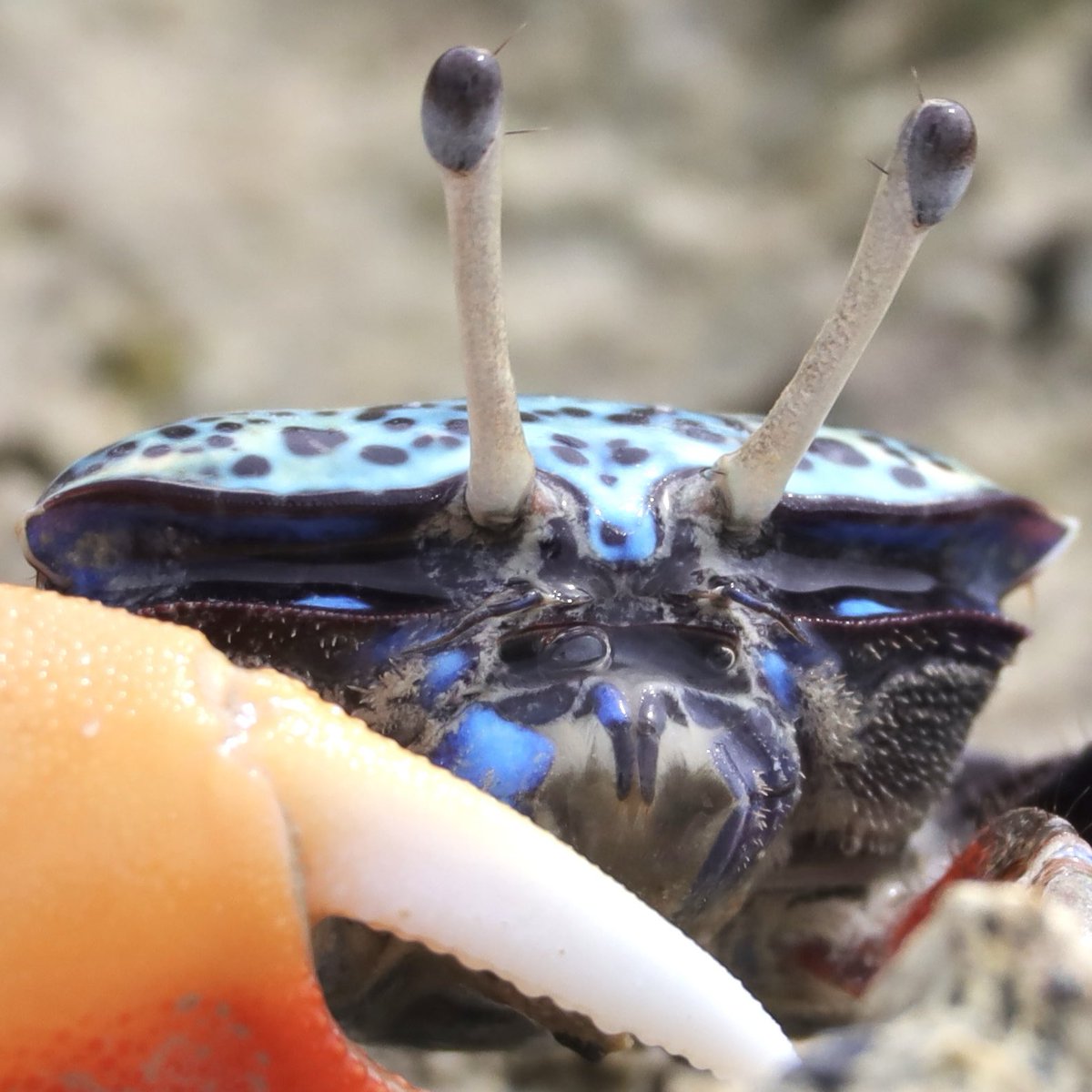 カニの散歩道Crabs' Promenade tweet media