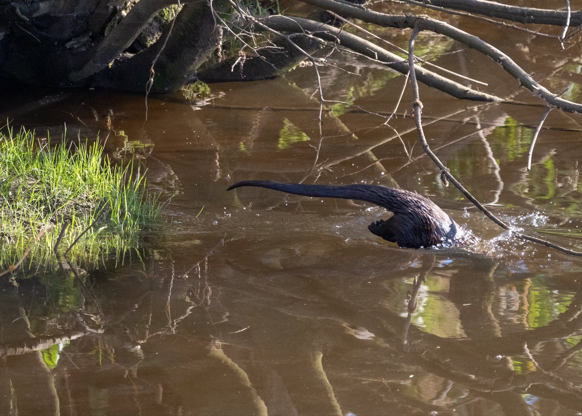 Otter in the River Clyde, Glasgow.