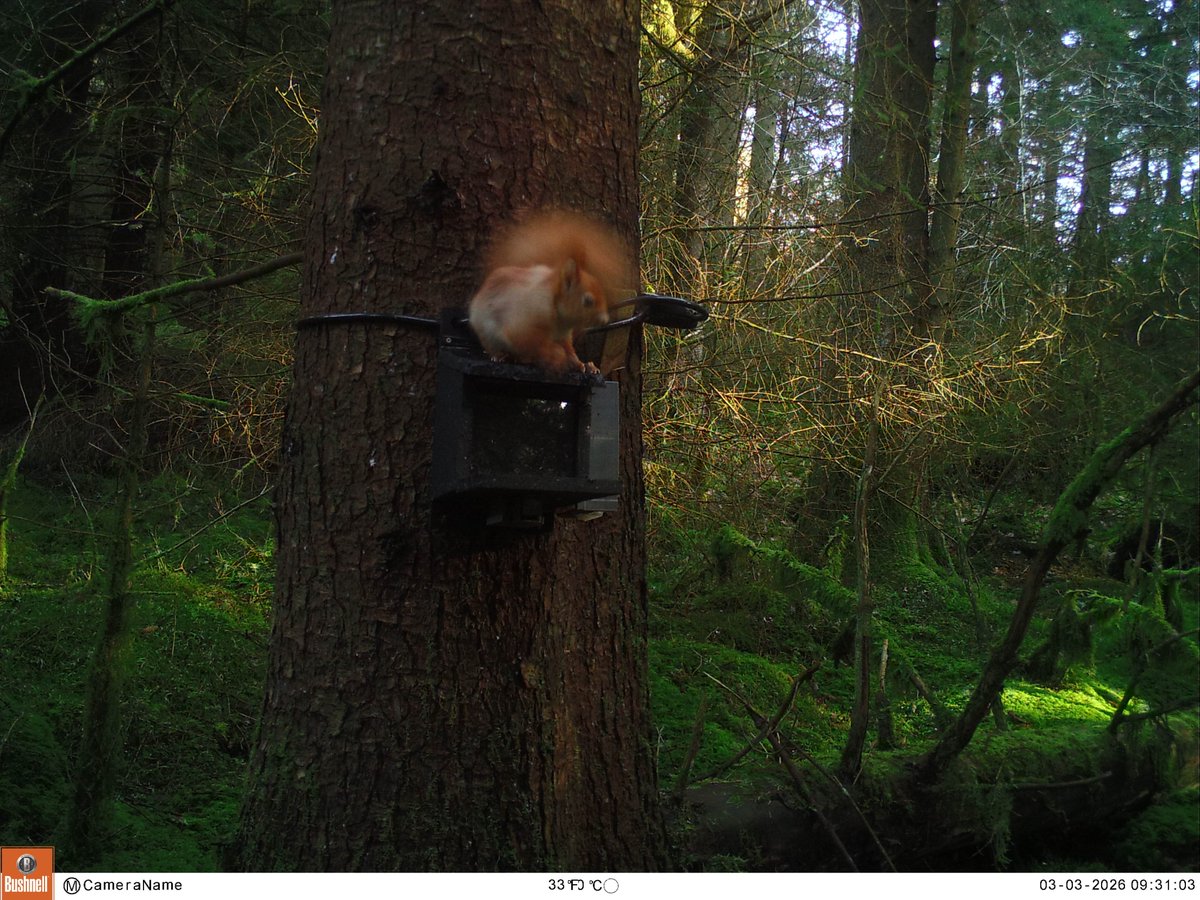 Red Squirrels Wales tweet media