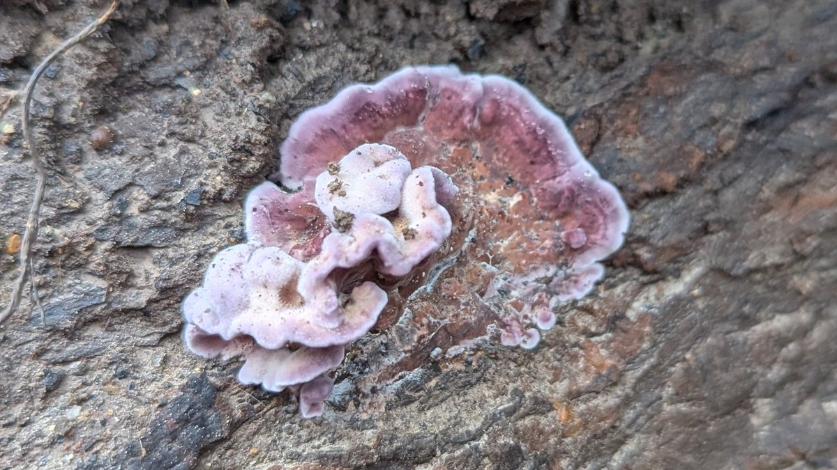 Lilly Fritillary tweet media