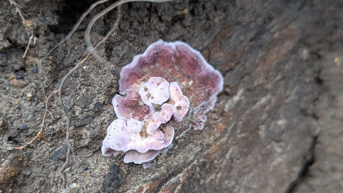 Lilly Fritillary tweet media