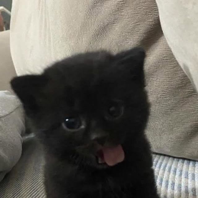 smol silly cat tweet media