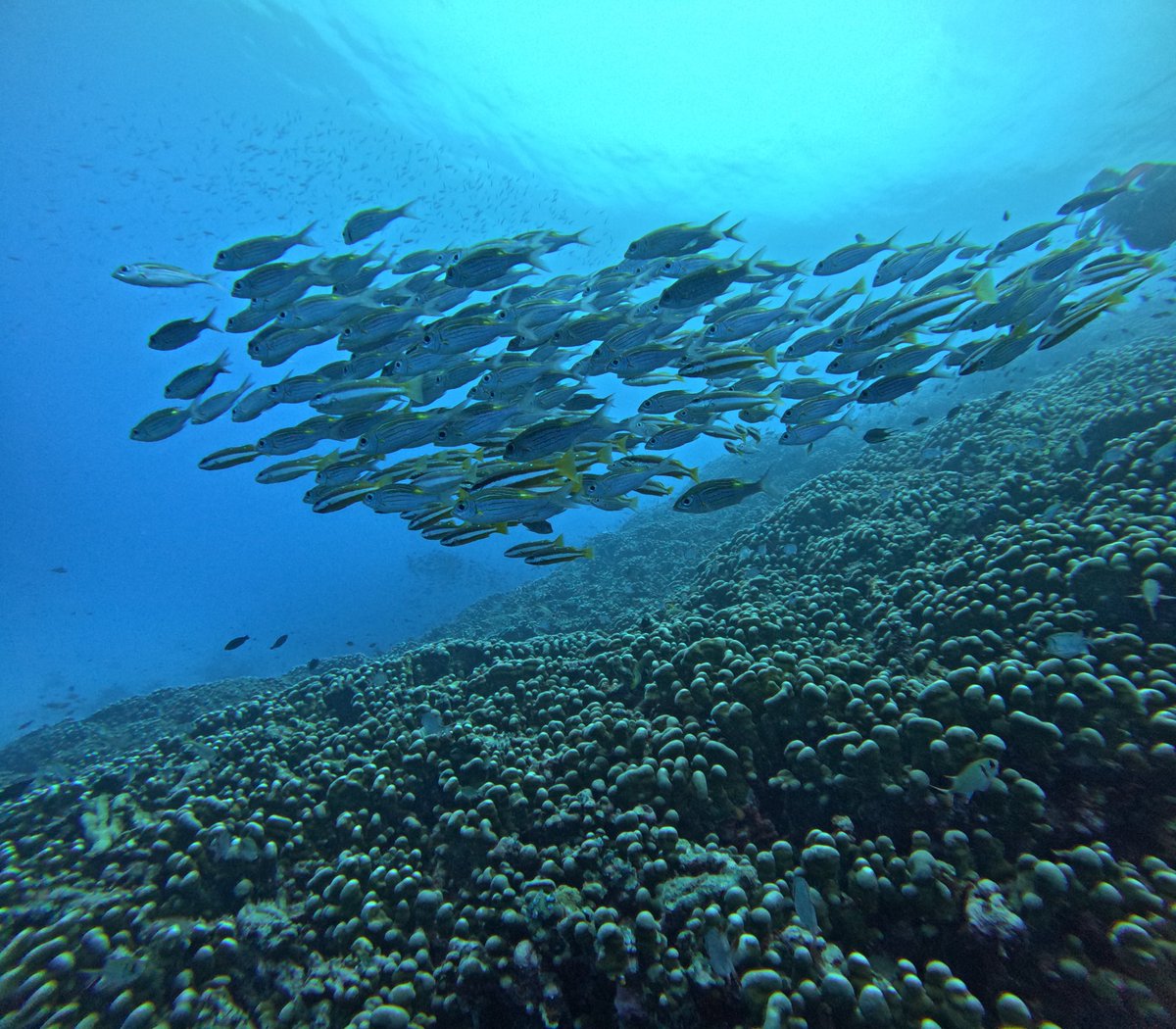 Benson Ho tweet media