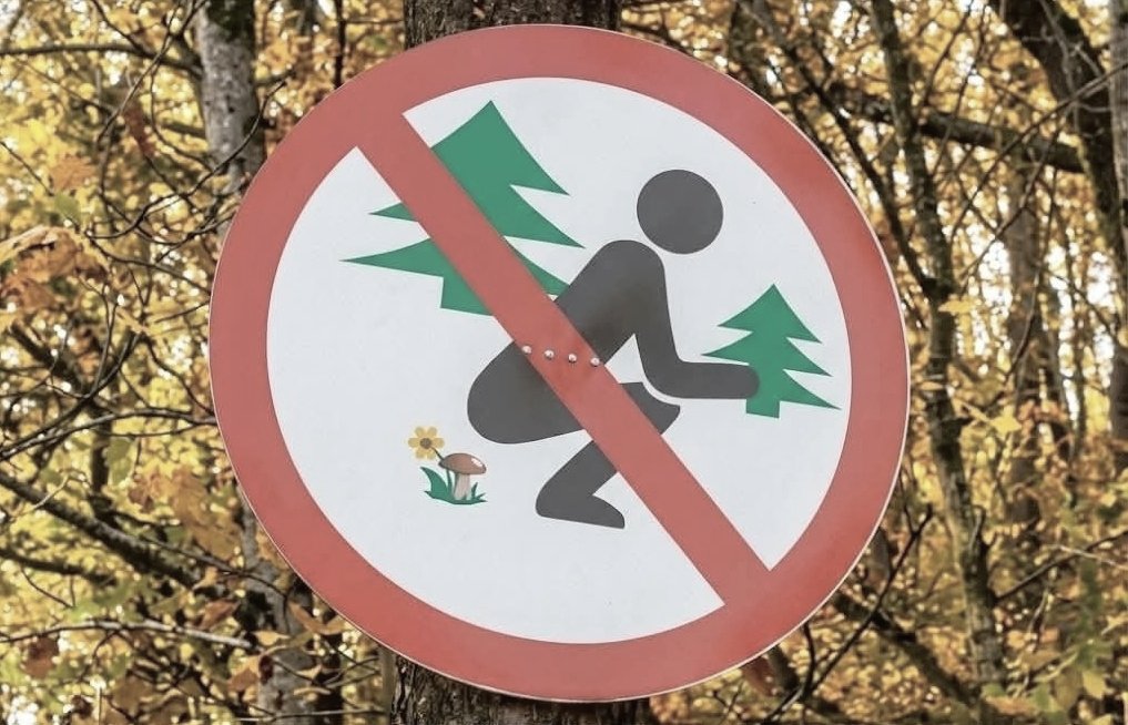 Franz Branntwein™ 🍀 tweet media