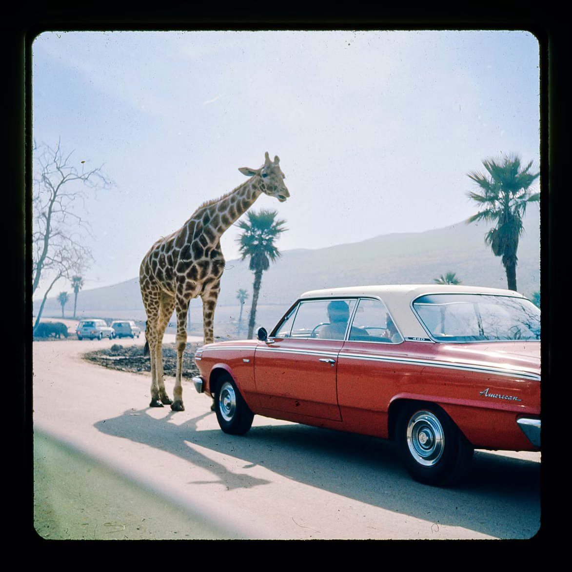 markgranza's tweet photo. Kodachrome film was the peak of photography. https://t.co/7tsOueJb3V