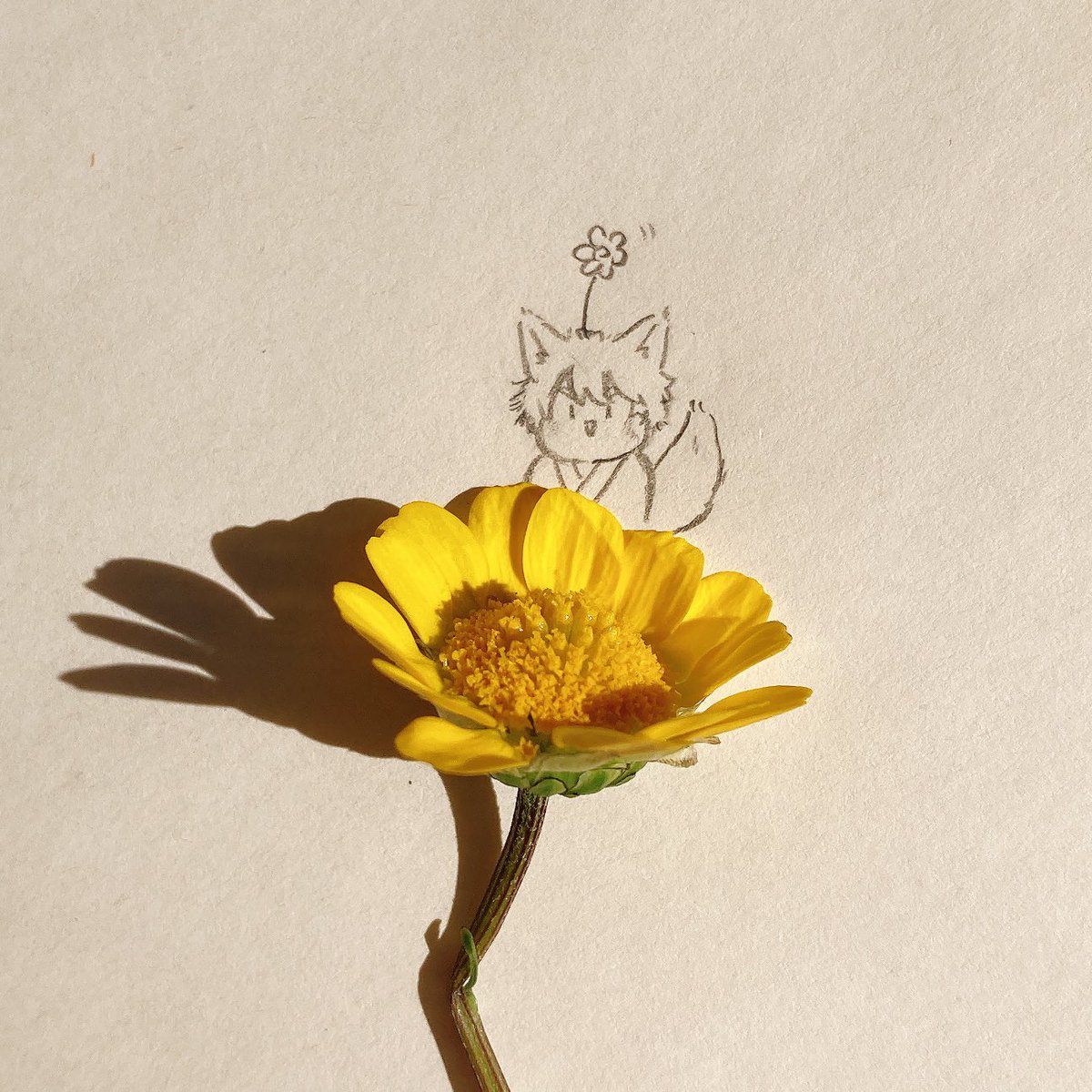 koromo_buntyo's tweet photo. ひょっこり🌼 https://t.co/jVmPBSnQ9I