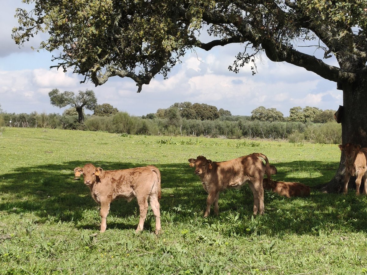 diegojromero's tweet image. 🌿 La riqueza de nuestra tierra es innegable. Paseando por #Puñanilla (La #PuebladelRío), da gusto ver el campo tan vivo. 
Nuestra ganadería y el sector primario son un orgullo y un motor fundamental para España. 🇪🇸 
#SectorPrimario #CampoEspañol #LaPueblaDelRío 
@lapaseata