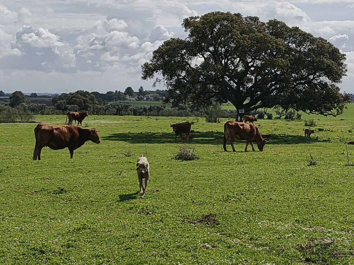 diegojromero's tweet image. 🌿 La riqueza de nuestra tierra es innegable. Paseando por #Puñanilla (La #PuebladelRío), da gusto ver el campo tan vivo. 
Nuestra ganadería y el sector primario son un orgullo y un motor fundamental para España. 🇪🇸 
#SectorPrimario #CampoEspañol #LaPueblaDelRío 
@lapaseata