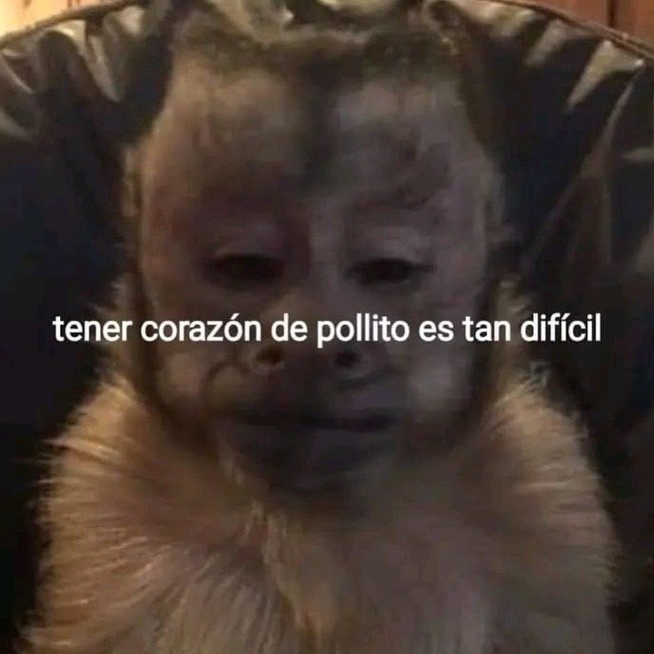 MundoDeBigotes's tweet photo. https://t.co/5aqhtCBdIn