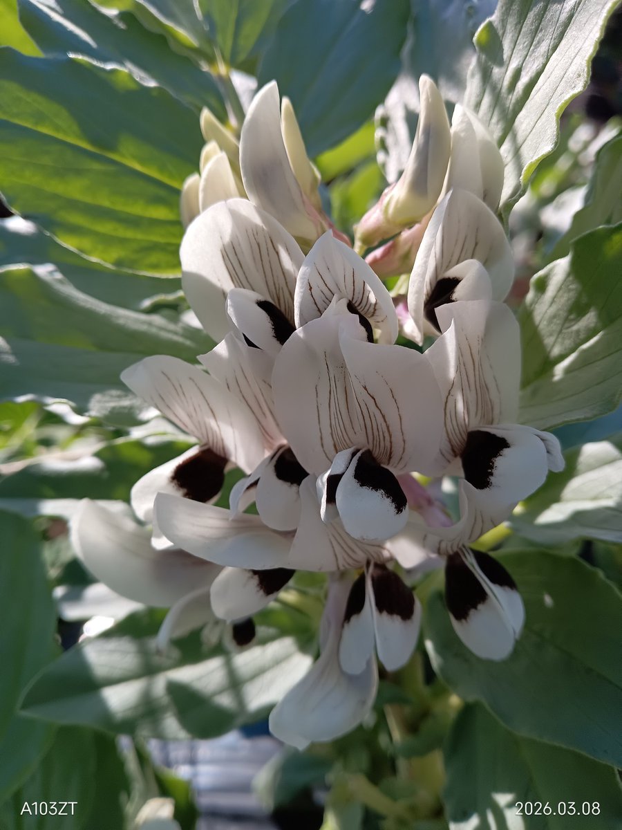そら豆の花

一見、蘭の花みたい